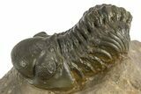 Reedops Trilobite - Atchana, Morocco #310641-2